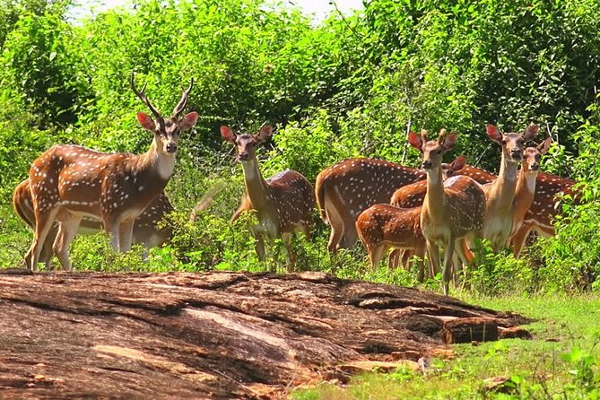 Yala Safari Private Day Tour Kaluthara/Beruwala/Bentota/Kosgoda/Ahungalla - What the private format is really worth