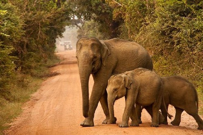 Yala Safari Private Day Tour Kaluthara/Beruwala/Bentota/Kosgoda/Ahungalla - The strongest part of the service