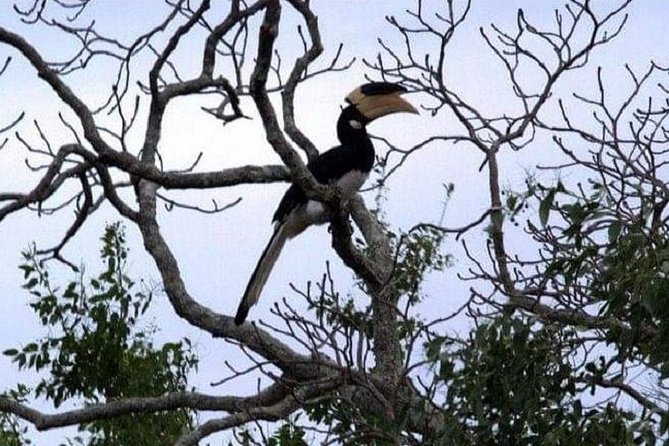 Yala Safari Private Day Tour Kaluthara/Beruwala/Bentota/Kosgoda/Ahungalla - What you may see, and what you may not