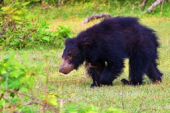 Yala Safari Private Day Tour Kaluthara/Beruwala/Bentota/Kosgoda/Ahungalla - Who should book this Yala safari?