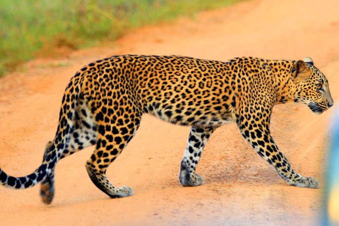 Yala Safari Private Day Trip from Bentota and Kalutara Areas - Key points to know before booking