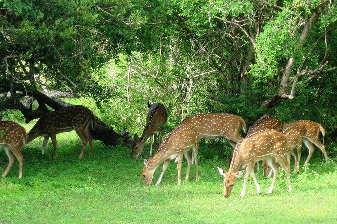 Yala Safari Private Day Trip from Bentota and Kalutara Areas - Four hours through Yala by 4x4 jeep