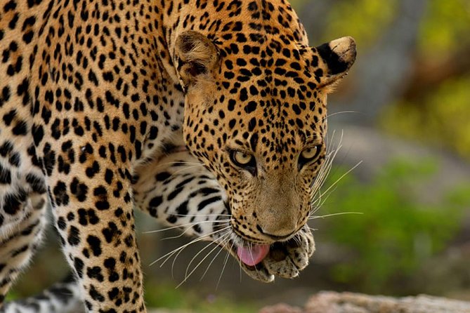 Yala Safari Private Day Trip from Bentota and Kalutara Areas - What the private format changes
