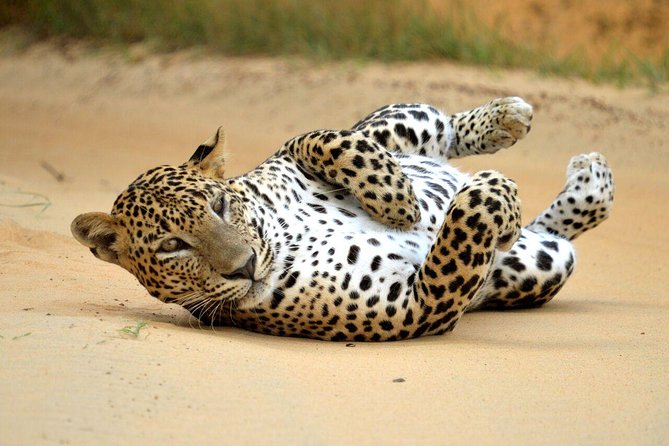 Yala Safari Private Day Trip from Bentota and Kalutara Areas - Lunch and the choice of a post-safari break