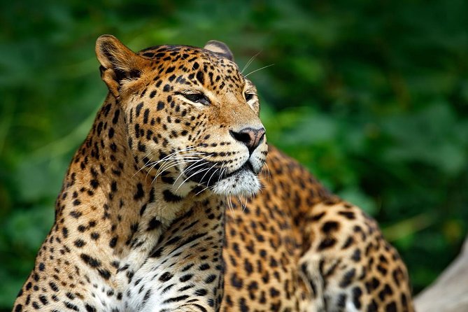 Yala Safari Private Day Trip from Bentota and Kalutara Areas - Practical details that affect your day