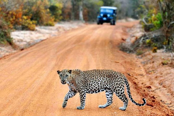 Yala Safari Private Day Trip with Return Transport -All Inclusive - Pickup from Galle, Weligama, Colombo, and beyond