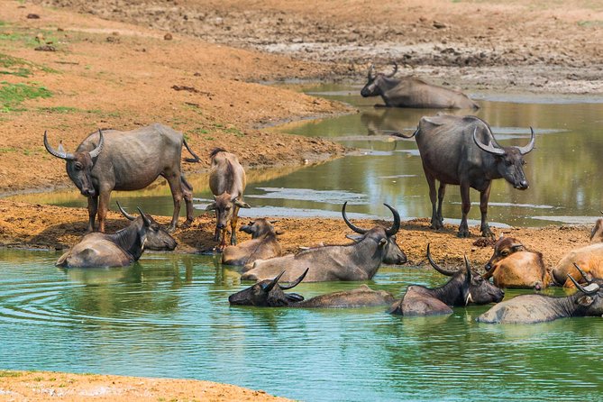Yala Safari Private Day Trip with Return Transport -All Inclusive - Leopard sightings and the crowd problem
