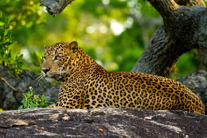 Yala Safari Private Day Trip with Return Transport -All Inclusive - Sloth bears, elephants, and the luck of the park