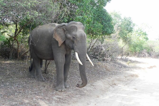 YALA SAFARI TOUR from Galle/Mirissa/Matara/Tangalle/Ella & More.. - Why Yala makes a long day worthwhile