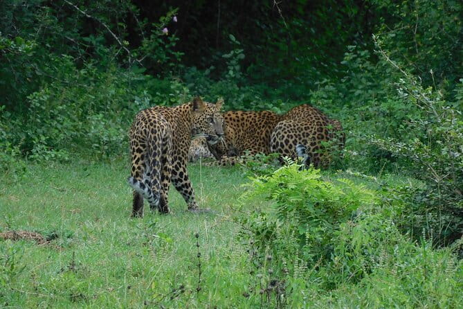 YALA SAFARI TOUR from Galle/Mirissa/Matara/Tangalle/Ella & More.. - What the morning usually adds