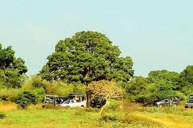 YALA SAFARI TOUR from Galle/Mirissa/Matara/Tangalle/Ella & More.. - The animals you may see