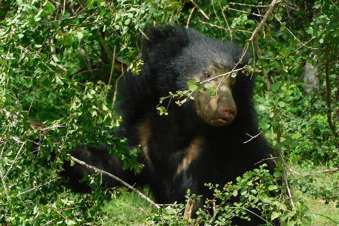YALA SAFARI TOUR from Galle/Mirissa/Matara/Tangalle/Ella & More.. - Who will enjoy this safari most