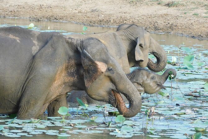 YALA SAFARI TOUR from Galle/Mirissa/Matara/Tangalle/Ella & More.. - Pickup from Galle, Ella, and the south coast