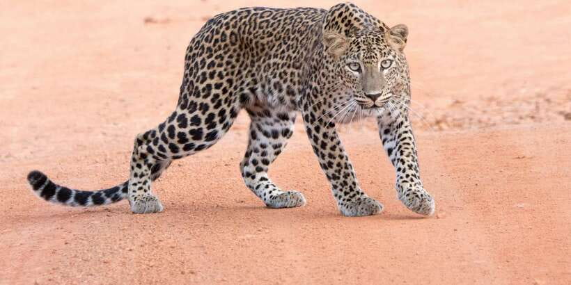 Yala Safari Tour from Hambantota Port area (Shore Excursion) - From Hambantota Port to Yala’s park gate