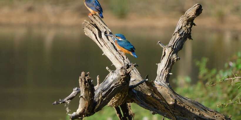 Yala Safari Tour from Hambantota Port area (Shore Excursion) - Elephants, leopards, birds, and smaller finds
