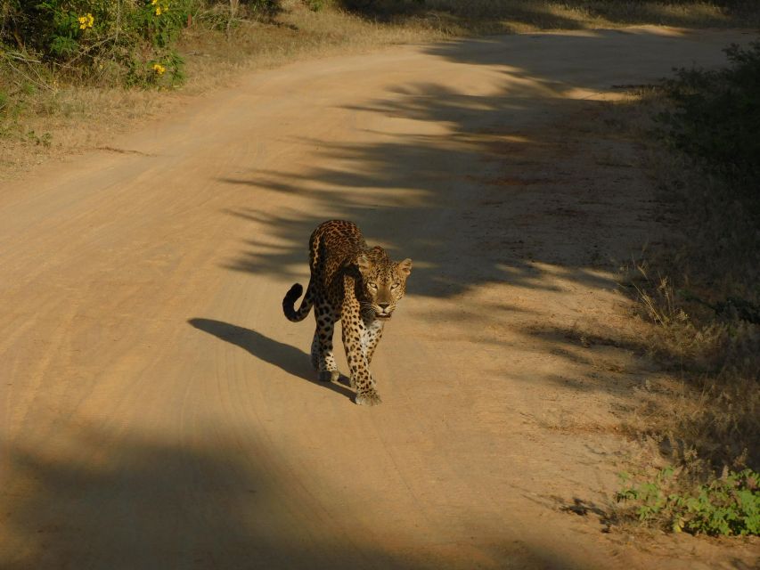 Yala Safari Tour from Hambantota Port area (Shore Excursion) - The midday closure can change your whole schedule