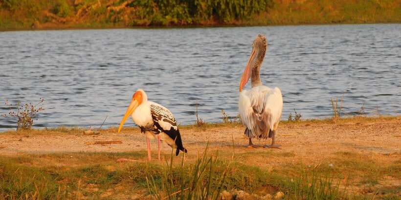 Yala Safari Tour from Hambantota Port area (Shore Excursion) - Comfort, safety, and the return drive