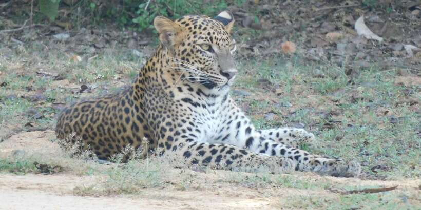 Yala Safari Tour from Hambantota Port area (Shore Excursion) - Who will enjoy this Yala excursion most?