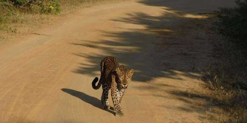 Yala Safari Tour from Hambantota Port area (Shore Excursion) - Inside Yala National Park for five hours
