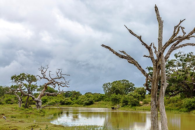 Yala Safari Tour from Hambantota Port by Ajith Safaris - Palatupana gives you a useful half-hour pause