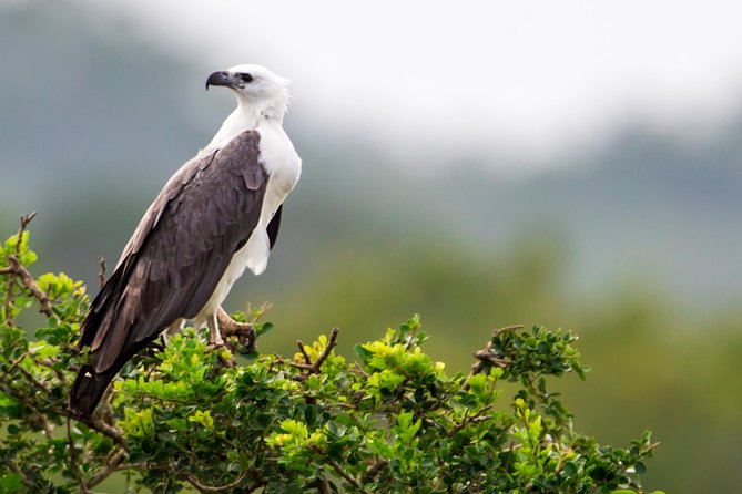 Yala Safari Tour from Hambantota Port by Ajith Safaris - How the $50 price really works