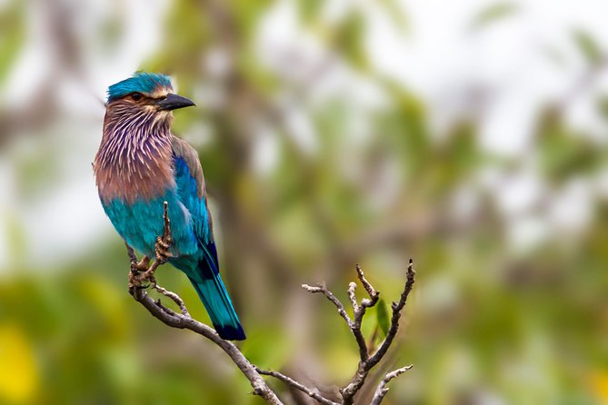 Yala Safari Tour from Hambantota Port by Ajith Safaris - Timing, port safety, and communication