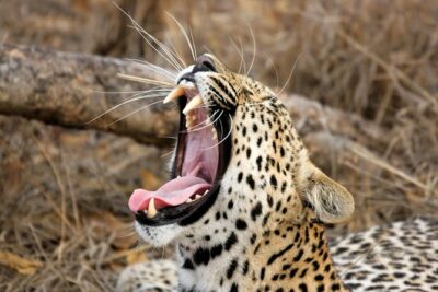 Yala Safari Tour from Hambantota Port (Shore Excursion)