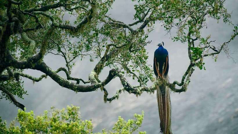 YALA SAFARI TOUR from TANGALLE/HIRIKETIYA/MIRISSA/GALLE - Booking details worth knowing