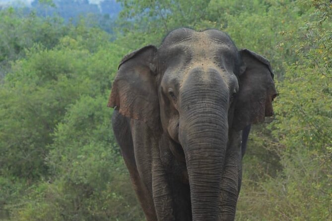 Yala safari Tours Morning /Afternoon /Fullday - Why Yala is worth giving up a day