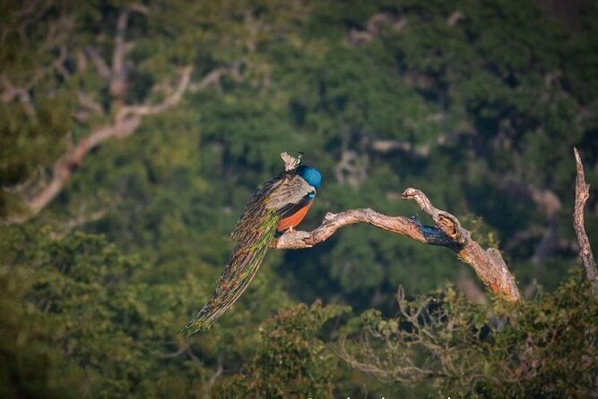 Yala safari Tours Morning /Afternoon /Fullday - Choosing morning, afternoon, or full day
