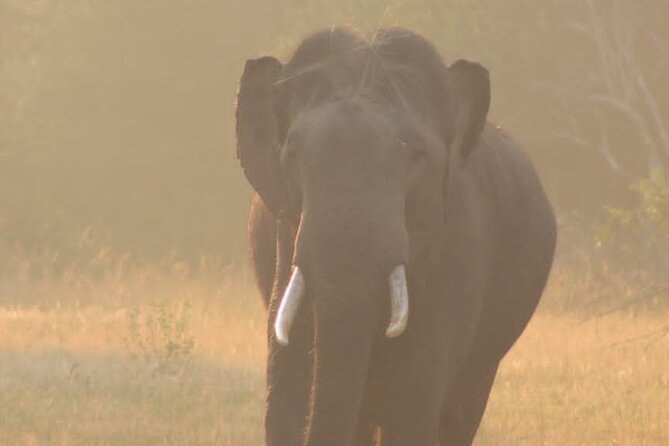 Yala safari Tours Morning /Afternoon /Fullday - Inside Yala National Park