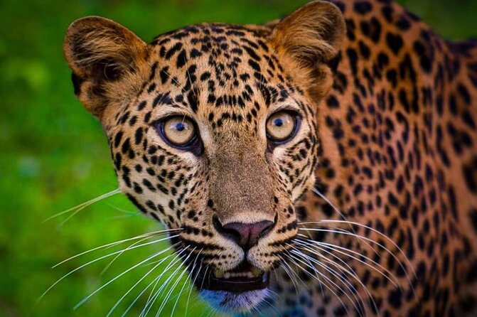 Yala safari Tours Morning /Afternoon /Fullday - The driver can make or break the outing