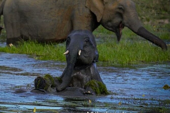 Yala safari Tours Morning /Afternoon /Fullday - Food, water, and the long middle of the day
