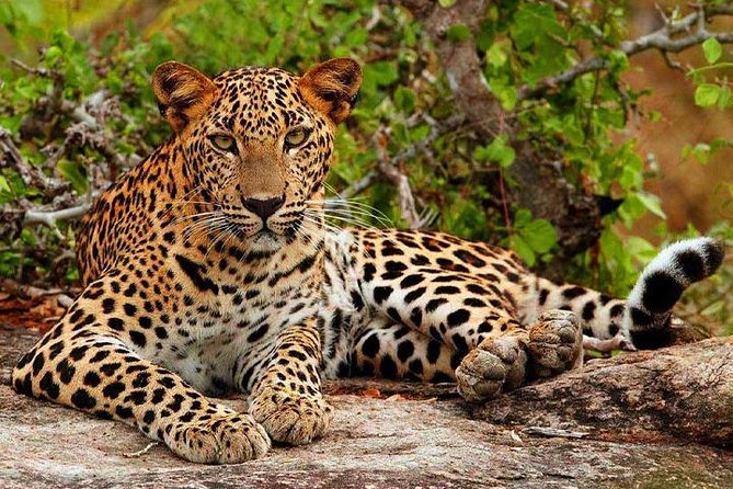 Yala Safari - Yala National Park - What the Yala safari actually includes