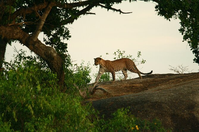 Yala Safari - Yala National Park - Entering Yala National Park for the four-hour drive