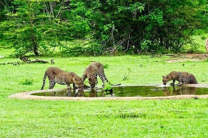 Yala Safari - Yala National Park - A guide who can adjust the day