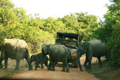 Yala Safari – Yala National Park