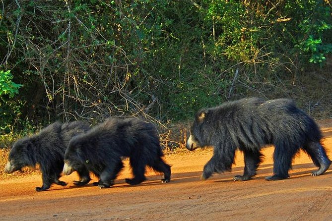 Yala Safari - Yala National Park - How the private format affects value