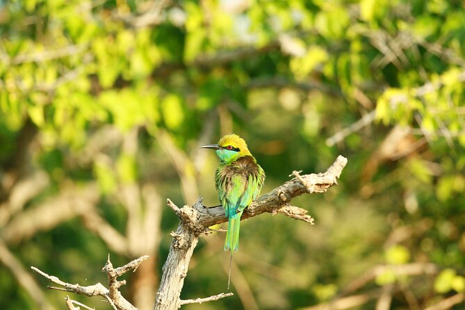 Yala Safari - Yala National Park - What the four-hour safari feels like