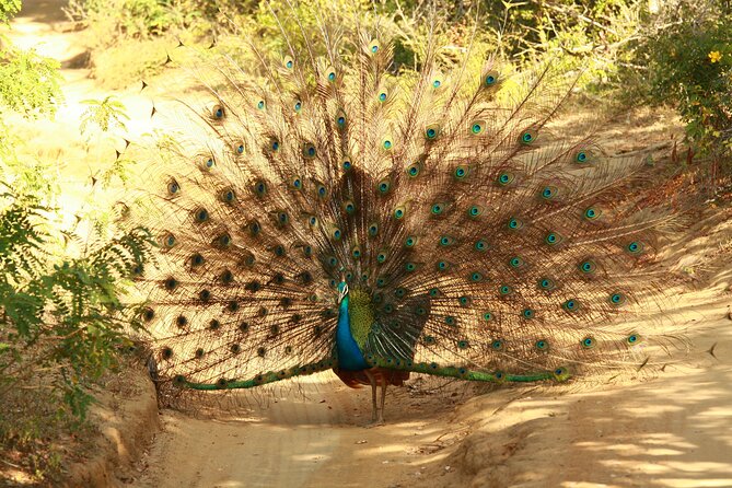 Yala Safari - Yala National Park - Weather, timing, and what to plan for