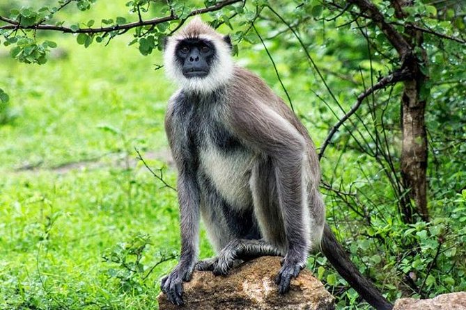 Yala Safari - Yala National Park - Who should book this Yala safari